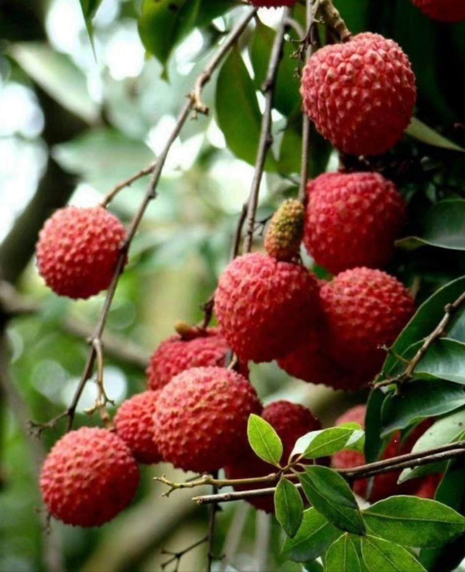 2020年灵山荔枝采摘地点,广西灵山荔枝现摘现吃