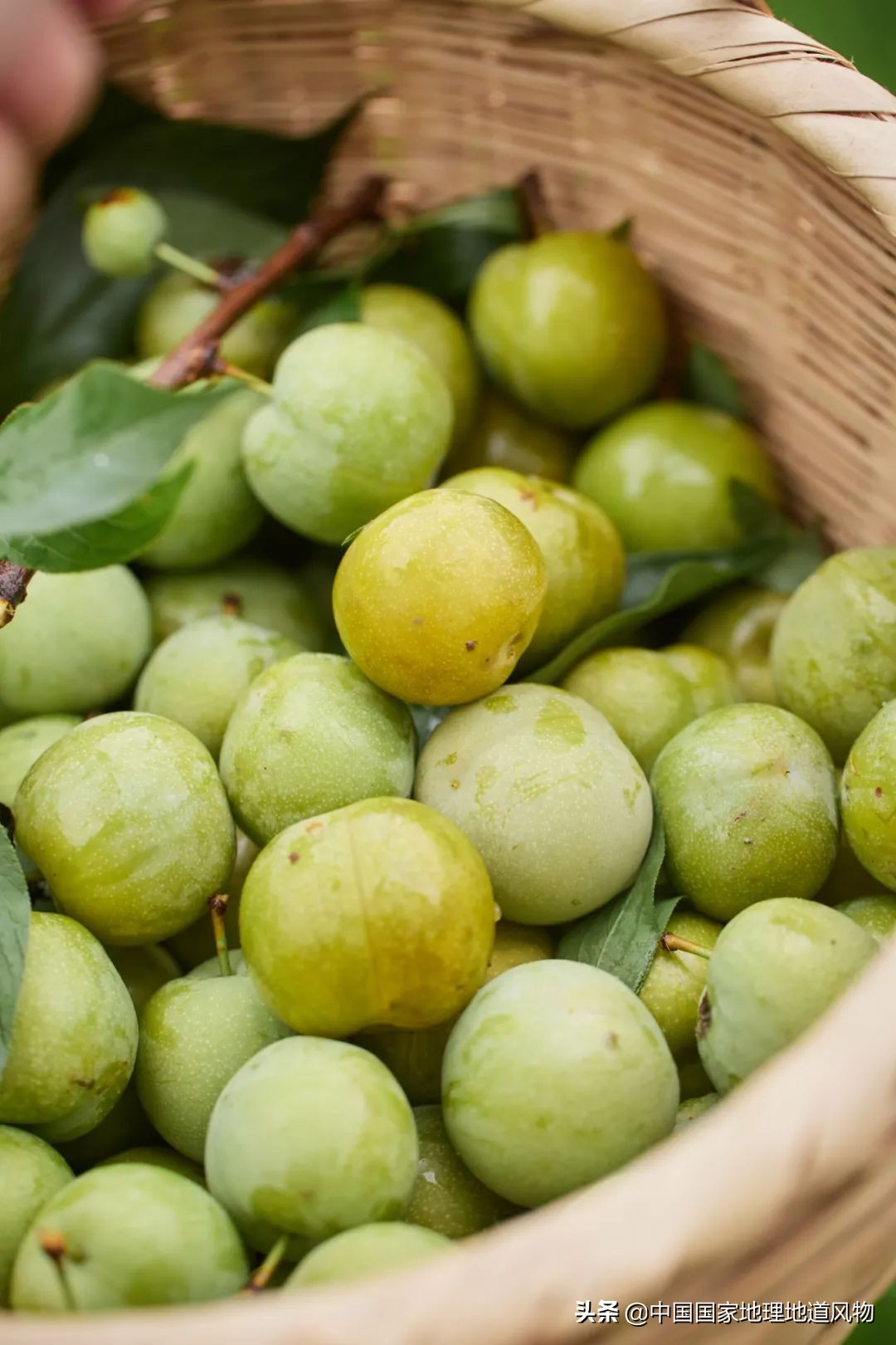 李子哪个品种最甜最好吃,李子种植哪个品种最好吃