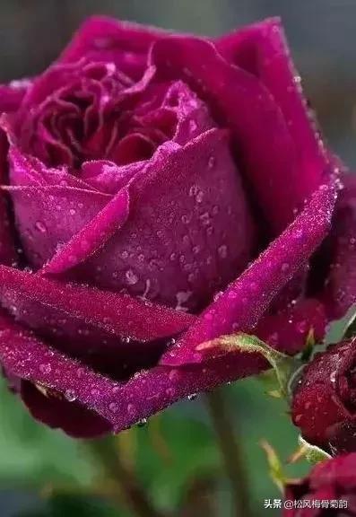 花儿朵朵开，香艳惹人爱，闻香觅花来，弄花香满衣