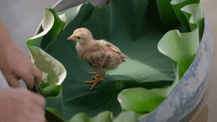 回归乡村的年轻人：自耕自食，无需财务自由