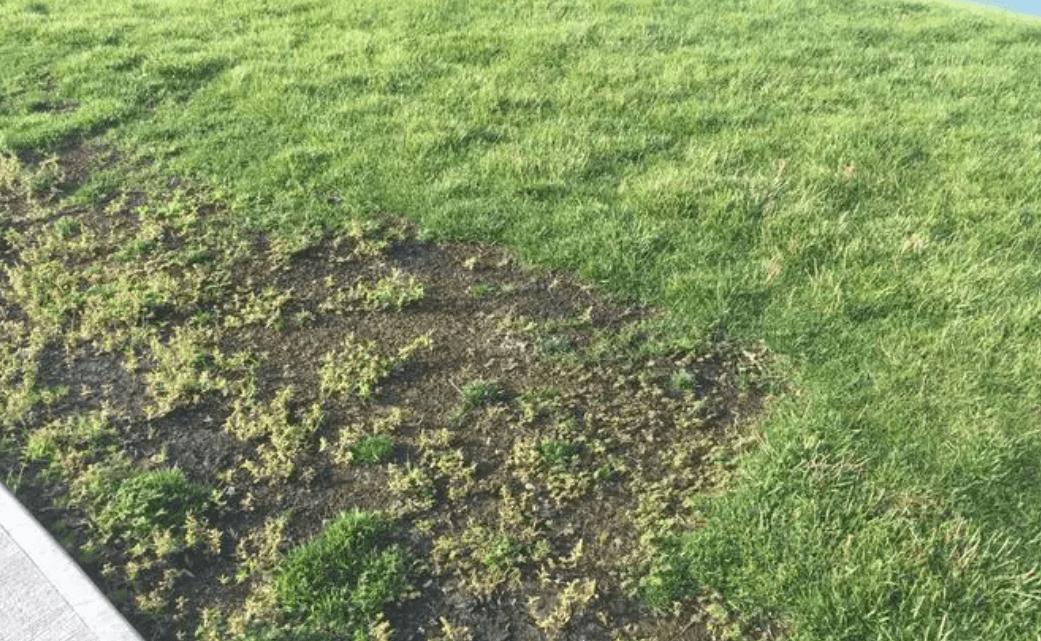 高原鼠兔是易危还是濒危,高原鼠兔到底有多可怕