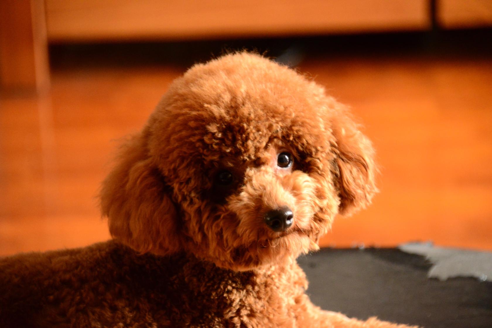 泰迪犬的饲养方法大全视频播放,1-3个月泰迪犬的饲养方法