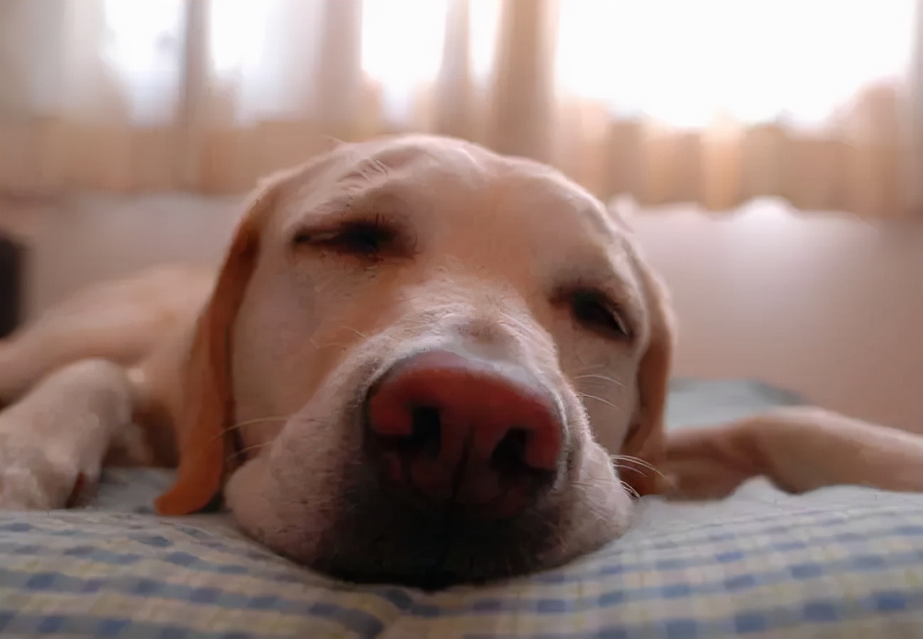 狗狗吐黄水该怎么治疗,狗狗吐黄水最好的解决办法