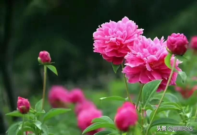 赏心悦目的花朵，风采万千，千姿百态，魅力无限，太美了