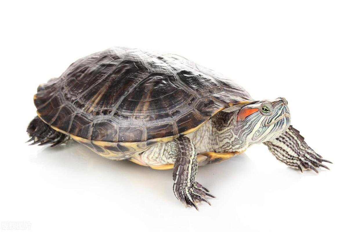 家养的乌龟哪种龟比较好养,黄头侧颈龟可以和什么乌龟一起养