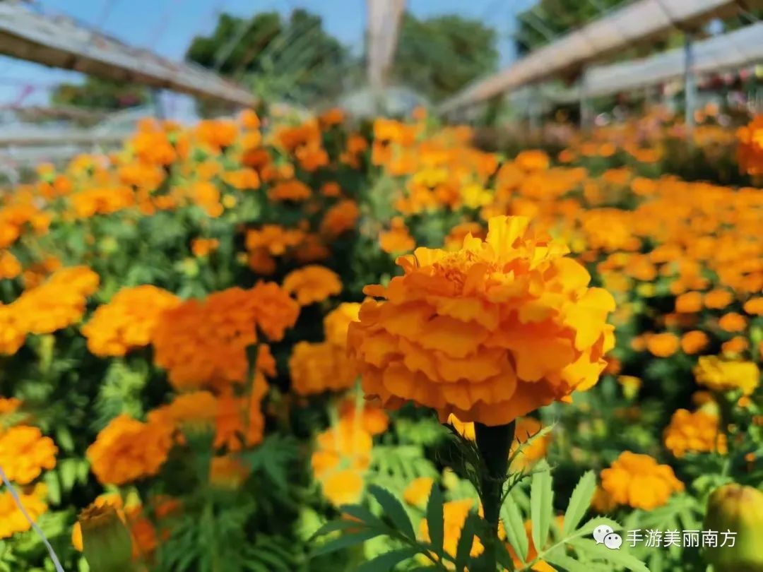 草莓园摘草莓怎么拍照,好玩的摘草莓胜地打卡