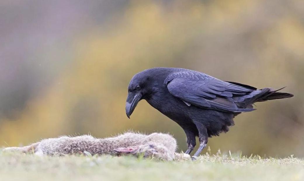大兴安岭发现貂熊外出觅食，能猎杀200斤马鹿，敢从猞猁嘴下夺食