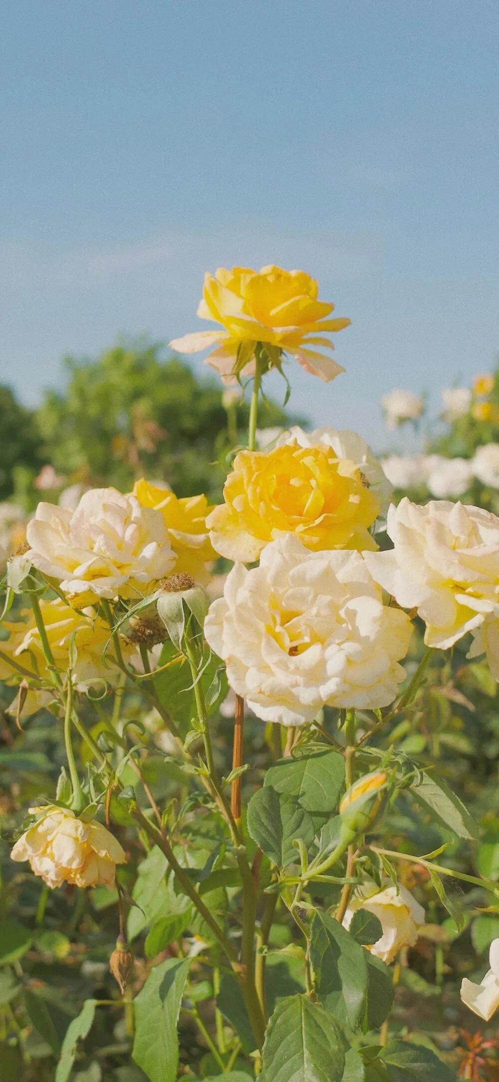 我好想你含蓄表达,好想你隐晦表达