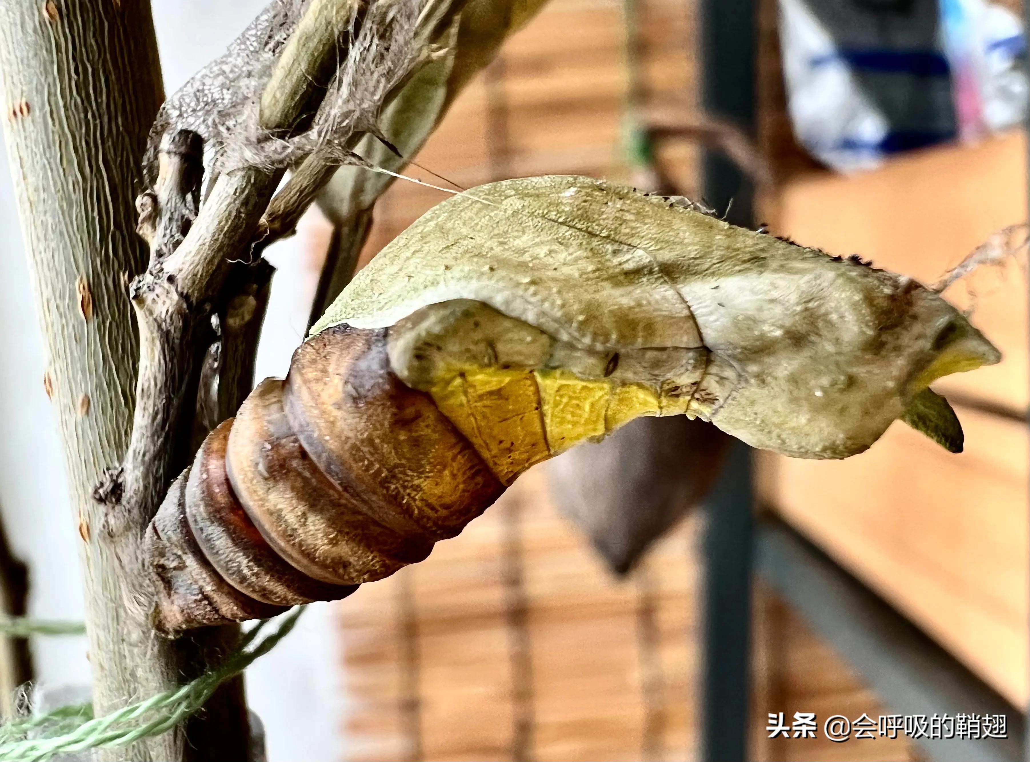 5个月的等待,经过5个多月的漫长等待