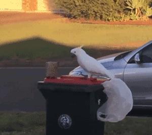 人鸟大战不断升级，想阻止鹦鹉乱翻垃圾桶太难了