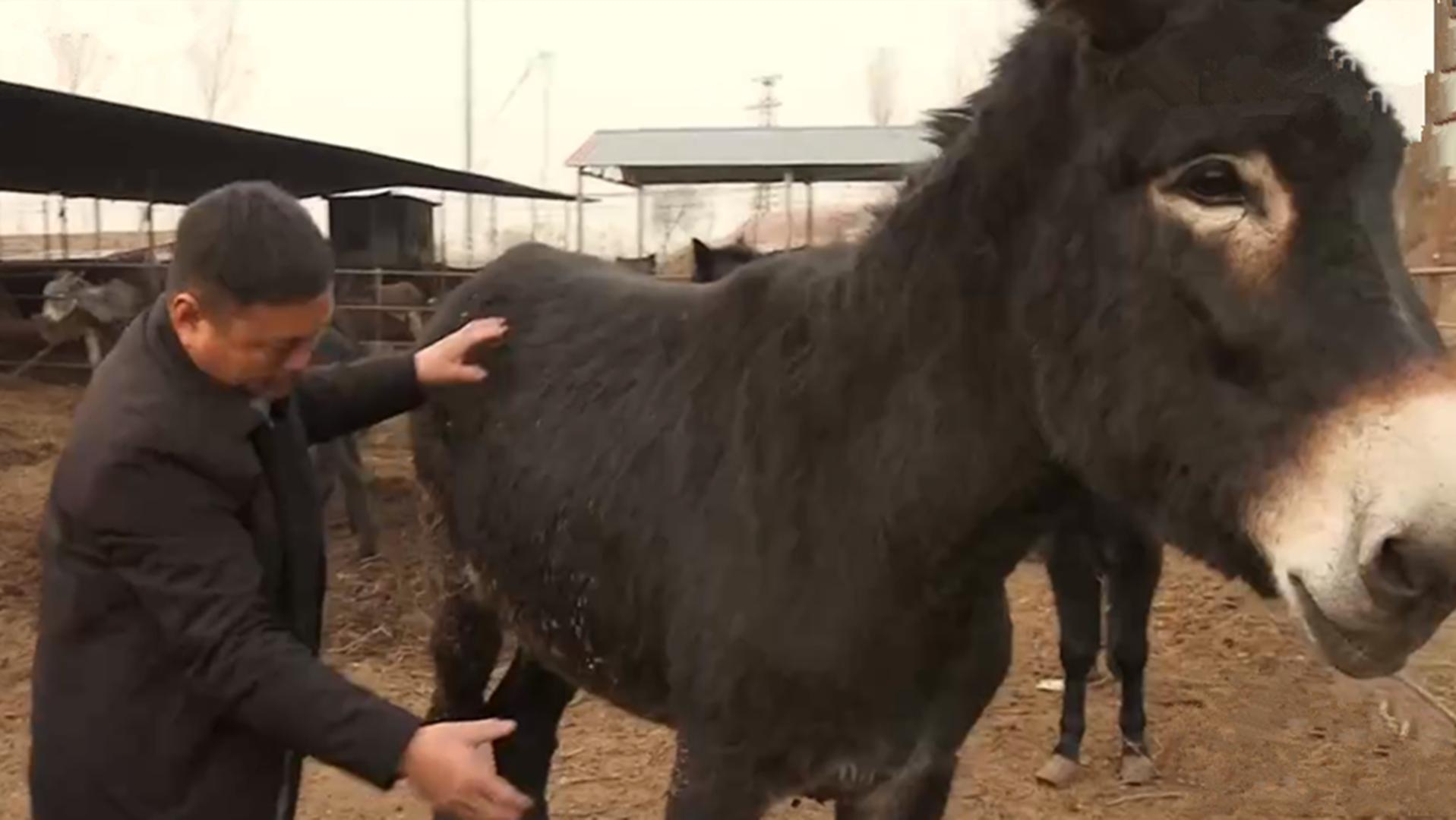 致富经苏国凯养牛,苏国凯养牛