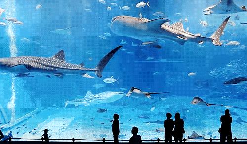 珠海长隆飞船酒店！海洋王国无限畅玩+畅游28楼绝美无边际泳池