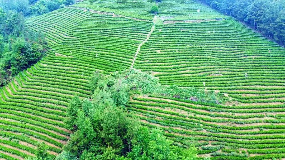 旺苍绿谷古道茶乡,旺苍千年古茶之乡