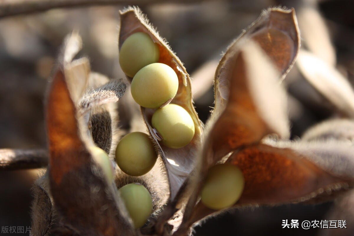 大豆减产对豆油豆粕哪个涨幅大,大豆跌豆粕为什么涨