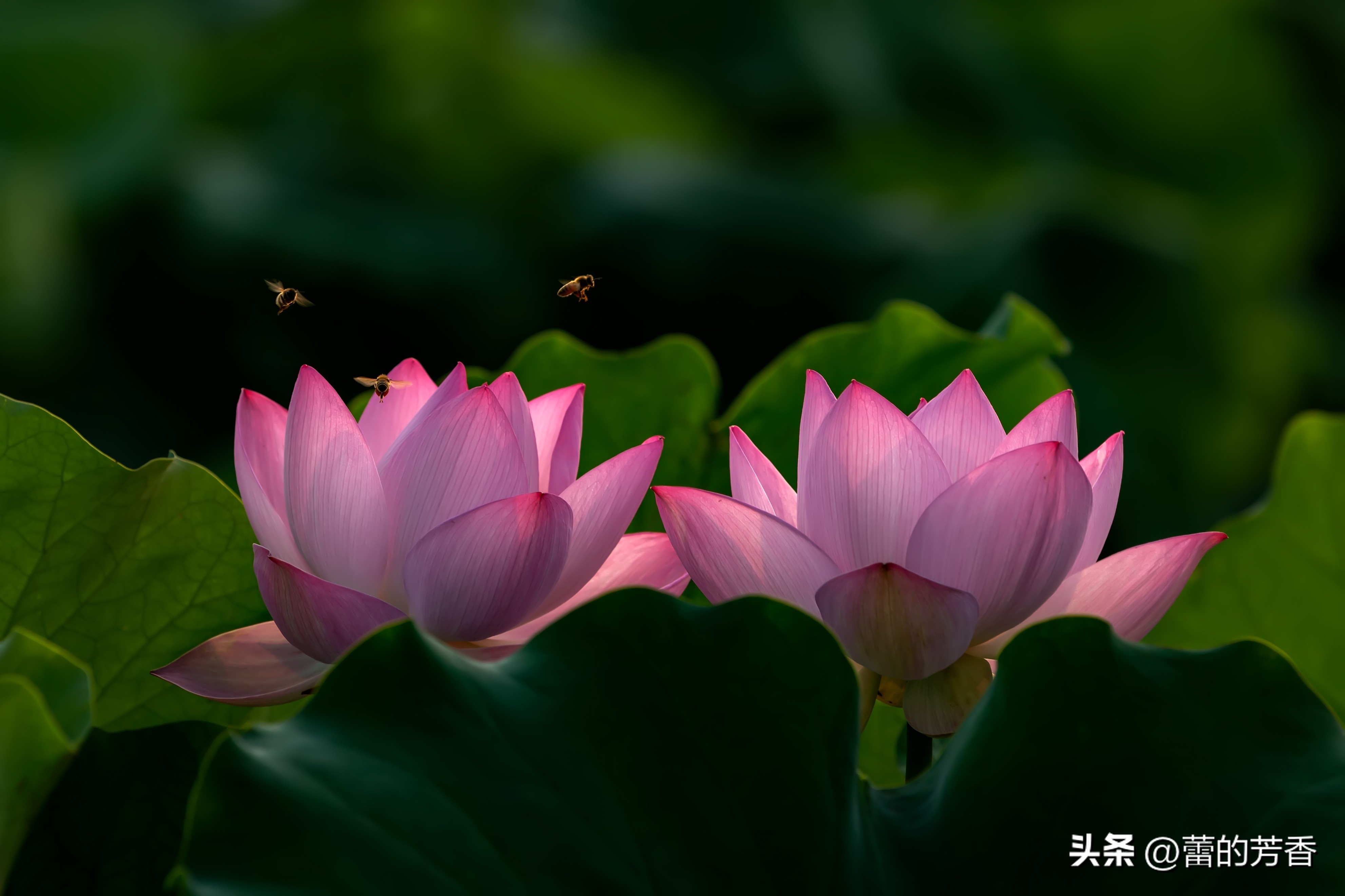 六月盛夏,绿荷红萏萏,卷合任天真——寻找内心的那一朵莲