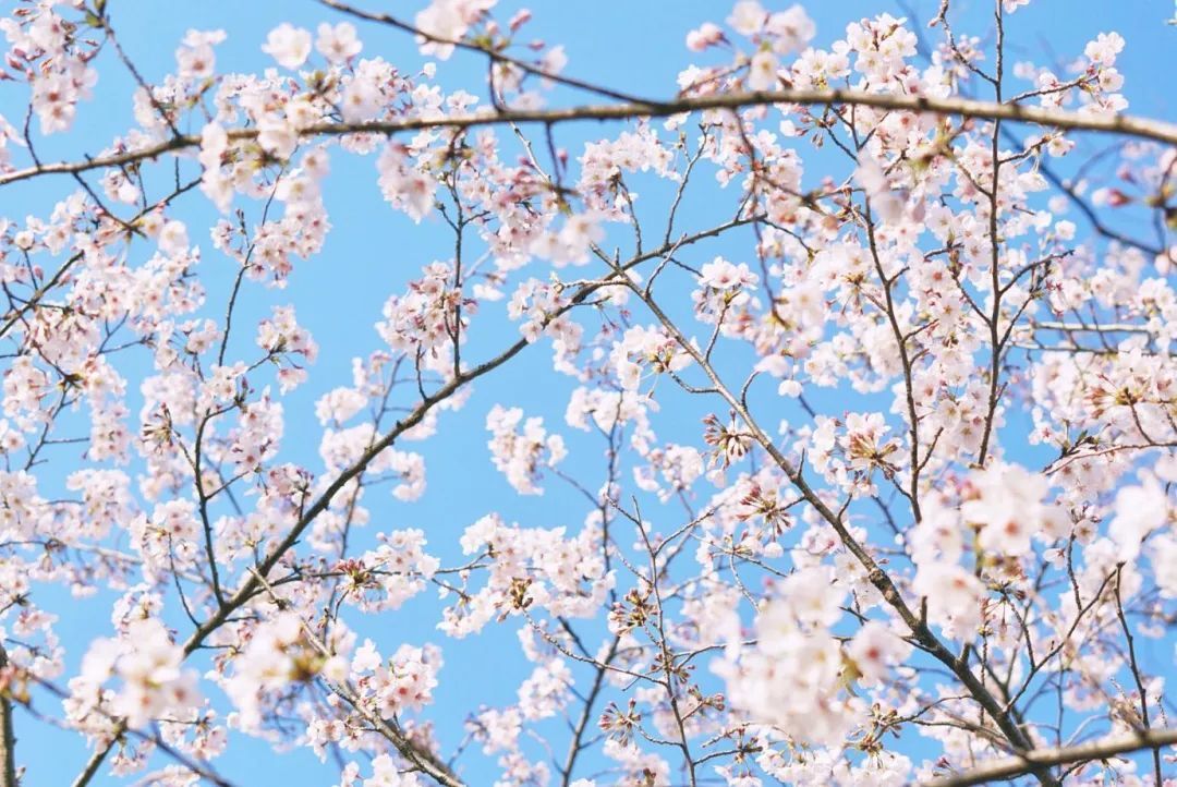 今年日本樱花还能看吗,日本4月底还有樱花看吗