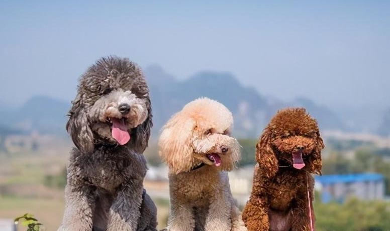 土狗和宠物狗到底有什么区别,土狗和宠物狗的区别