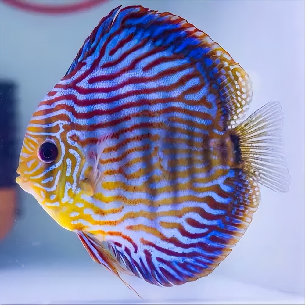 十种适合新手养的宠物鱼,哪些鱼能当宠物鱼养殖用