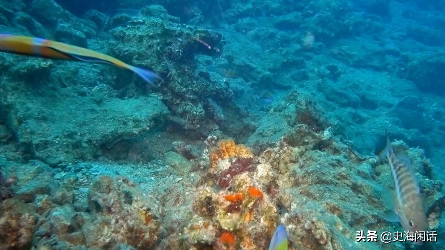 为什么海洋海绵如此昂贵呢,为什么海海绵那么贵