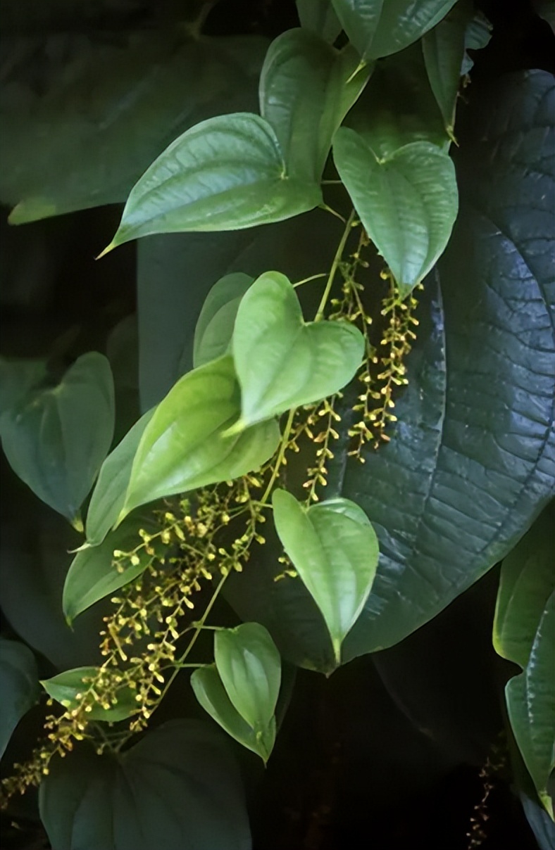 其他植物的类固醇合成难道不需要薯蓣作为参考吗？