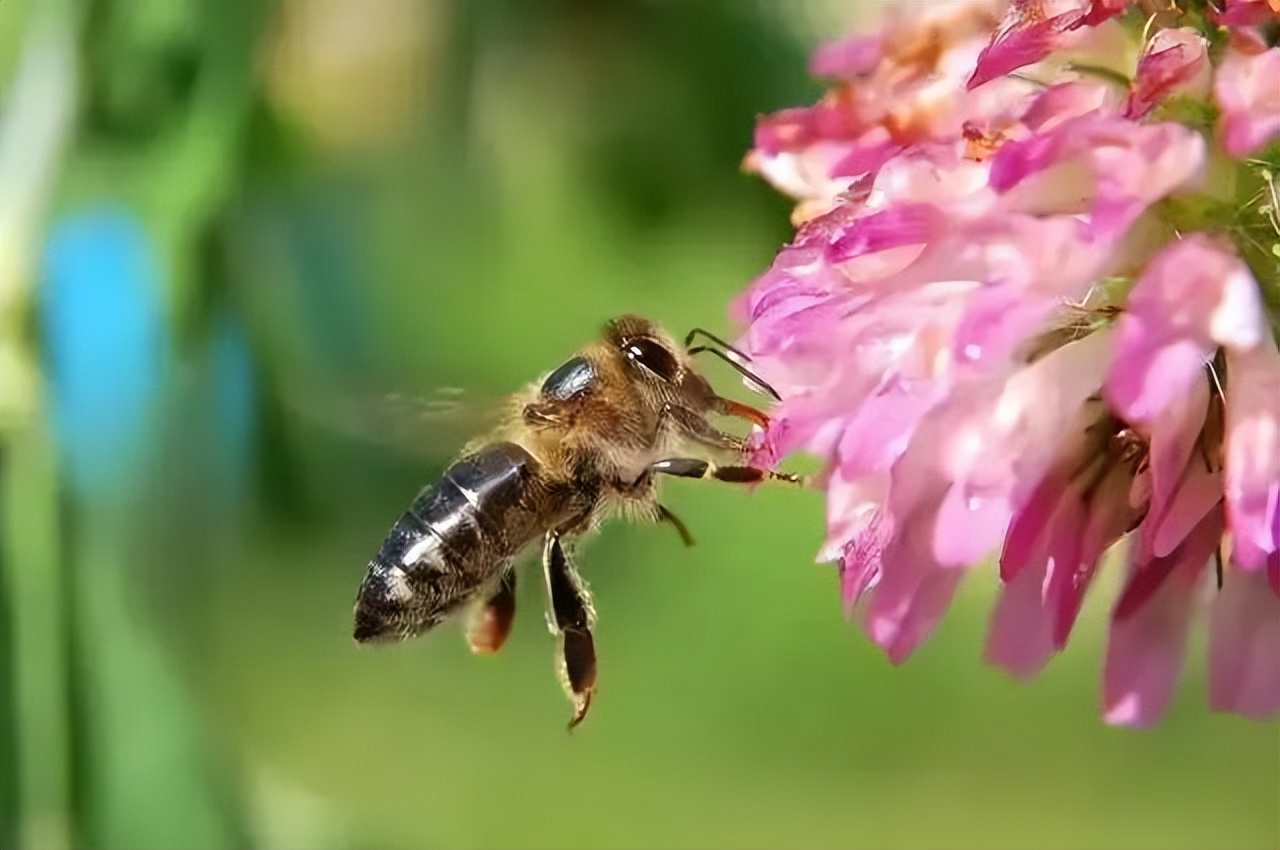 蜜蜂是怎么找到花蜜源的,蜜蜂短暂的一生