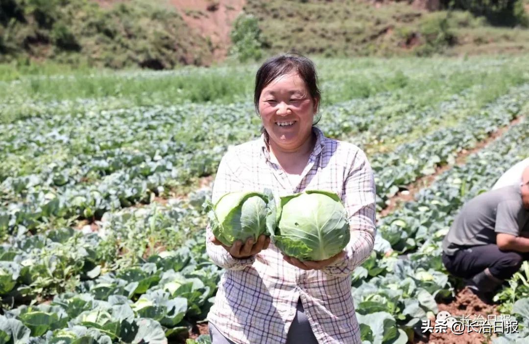 乡村振兴壮大村集体经济收入方案,农村产业发展及壮大村级集体经济