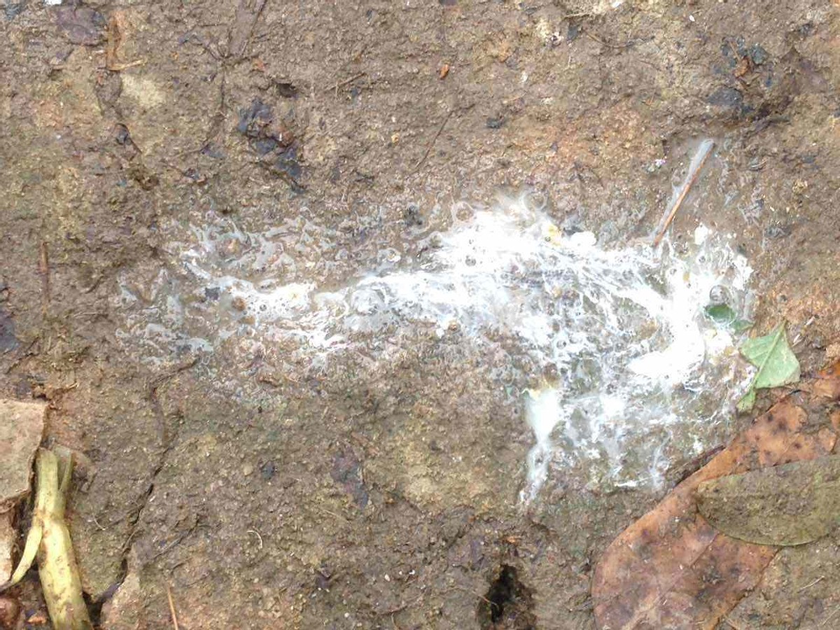 为什么什么动物都怕鹅呢视频,为什么所有的动物都怕鹅