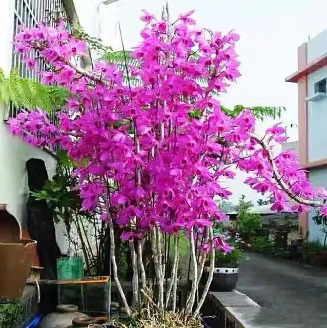 石斛花颜色金黄,大自然石斛花