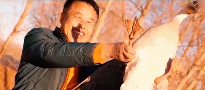 小伙养鹅养鸡上千只大鹅全卖了,养鹅被大雁带走2000只