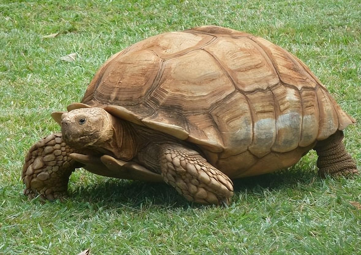 男子在臭水沟捡到一只乌龟,男子在河边捡到两只大乌龟
