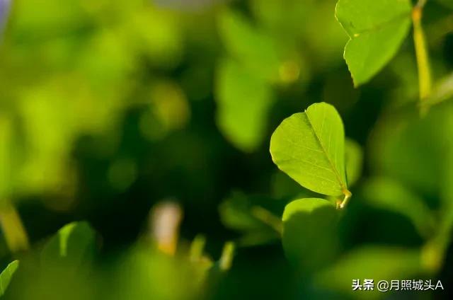 一花一世界一叶一菩提哲理散文,一花一世界一叶一菩提的美文