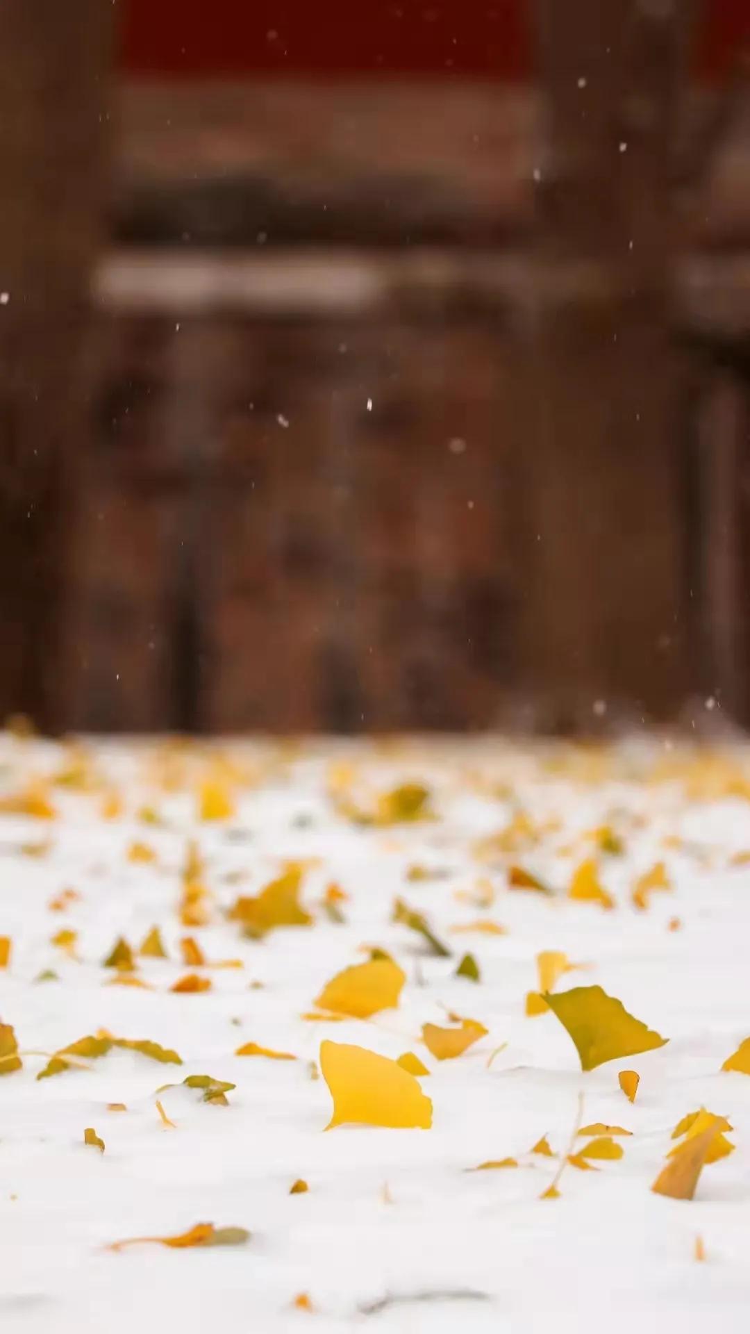 好酒在野｜大雪，去买个酒吃吧