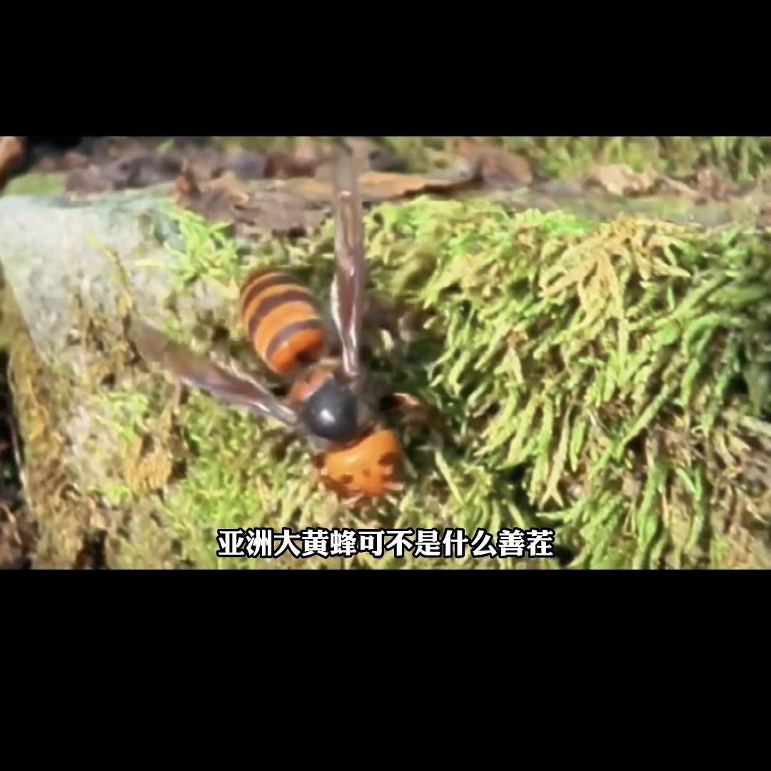 全世界最危险的十种昆虫,十种世界上最危险的昆虫