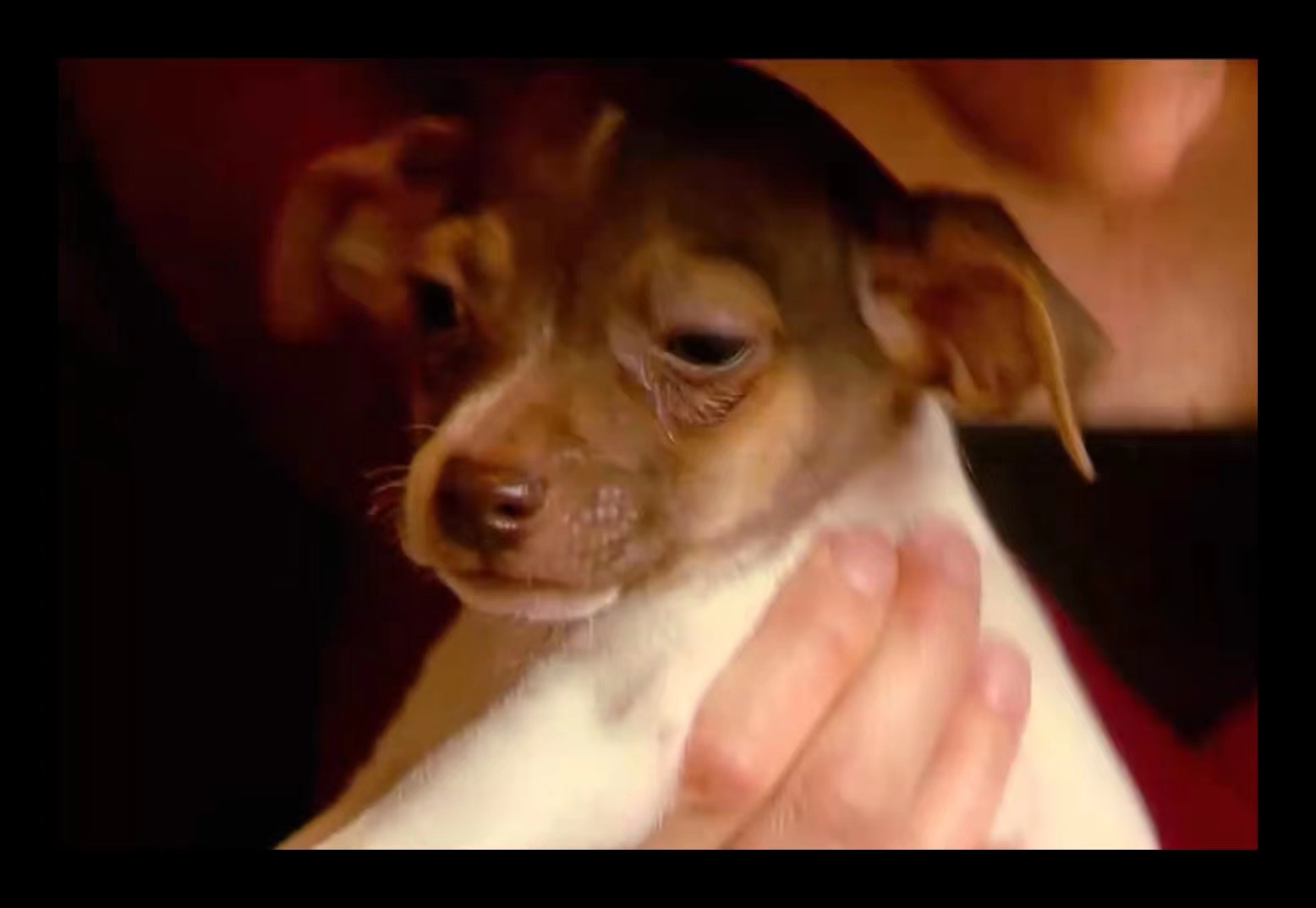 美国1985孕妇被谋杀,美国孕妇被杀案件