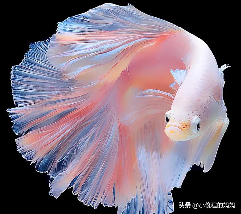 泰国斗鱼的图片大全集,泰国斗鱼公母混养