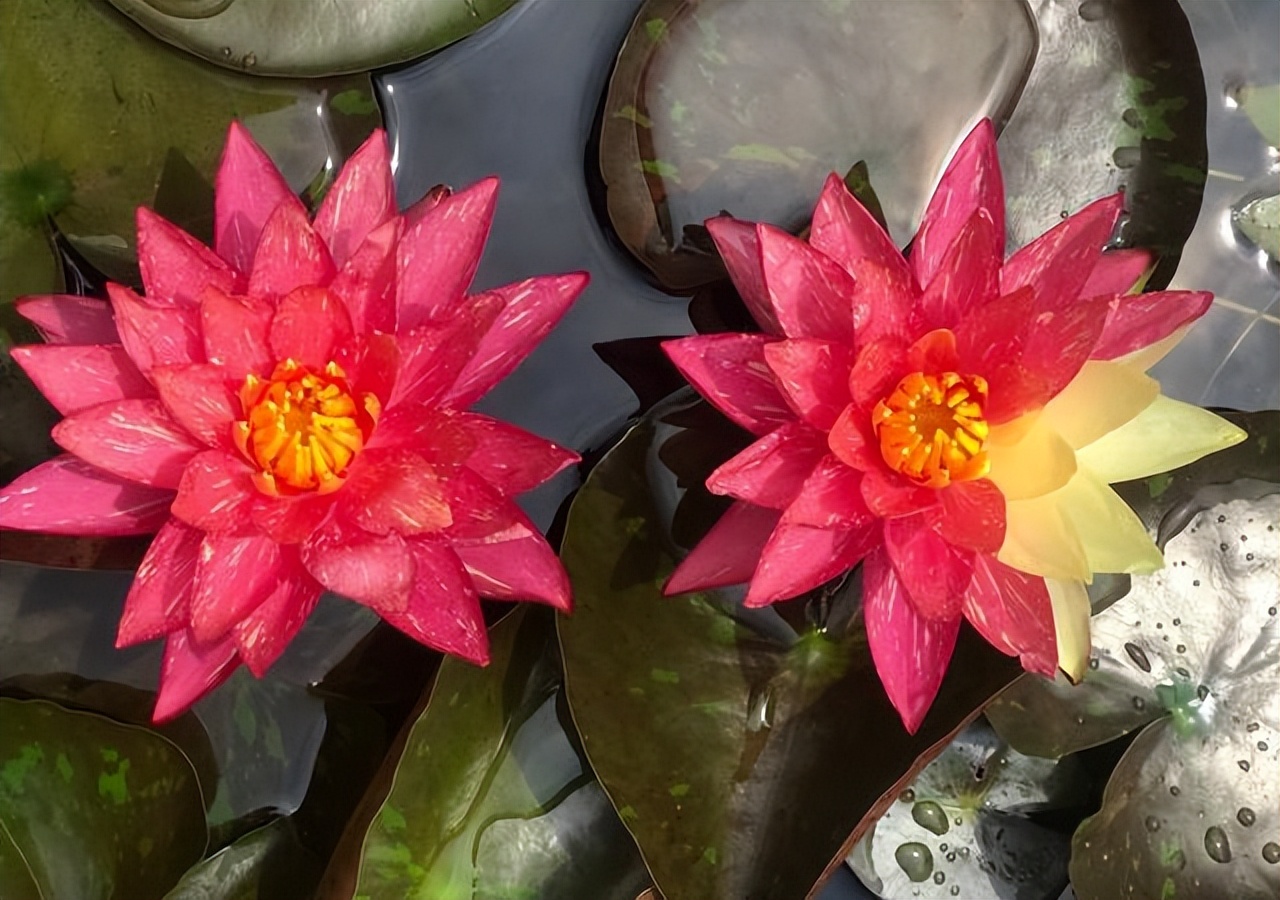 南京玄武湖的珍稀睡莲,玄武湖再现2株三色睡莲