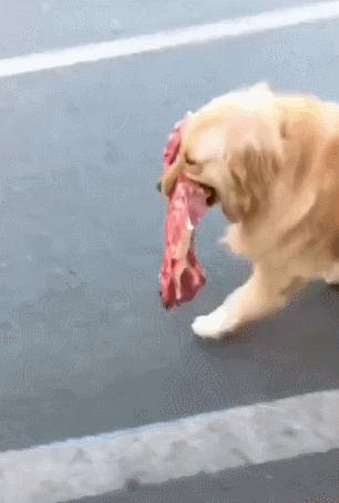 狗狗为什么会把自己当成小孩子,狗狗把自己当人了