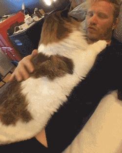 养猫首选这6种猫,养猫最好的4种人