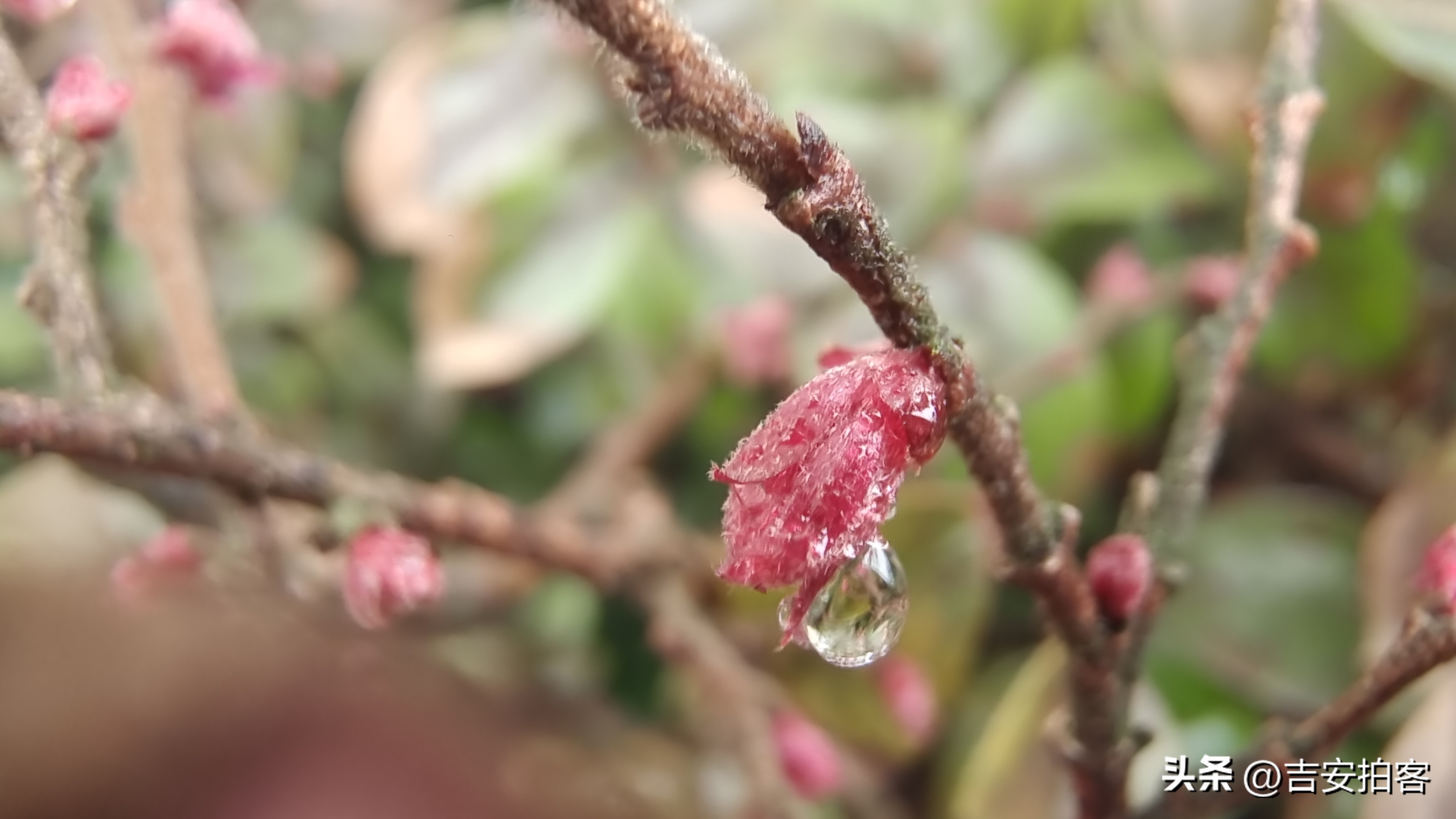 春雨滋润下的红花檵木
