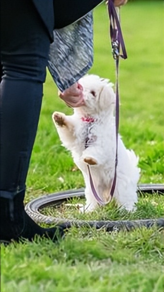 雪纳瑞幼犬喂养小知识,幼犬喂养小知识