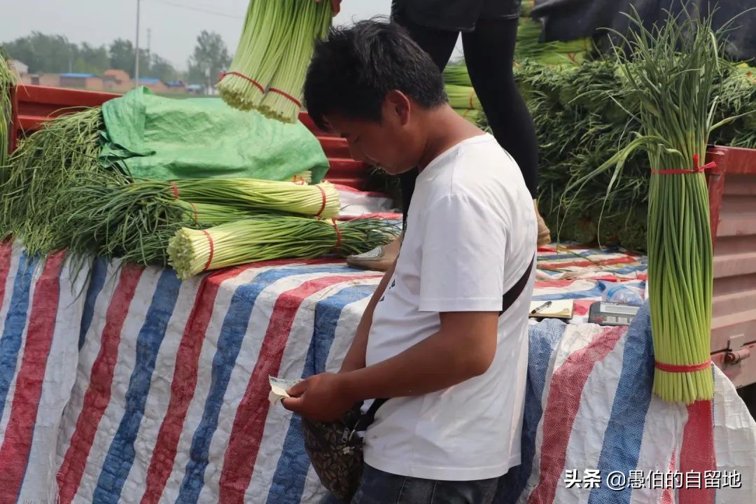 五一快到了农村拔蒜苔,五一劳动节收蒜苔