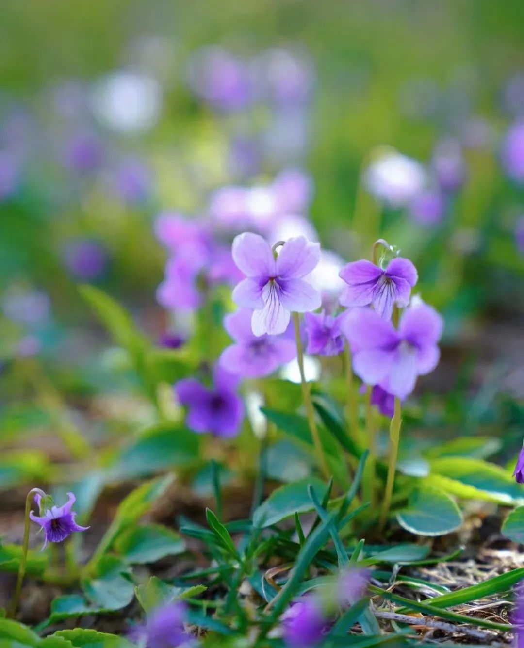 30款经典蓝紫色开花植物!别拉我,就让我坠入这梦幻的漩涡
