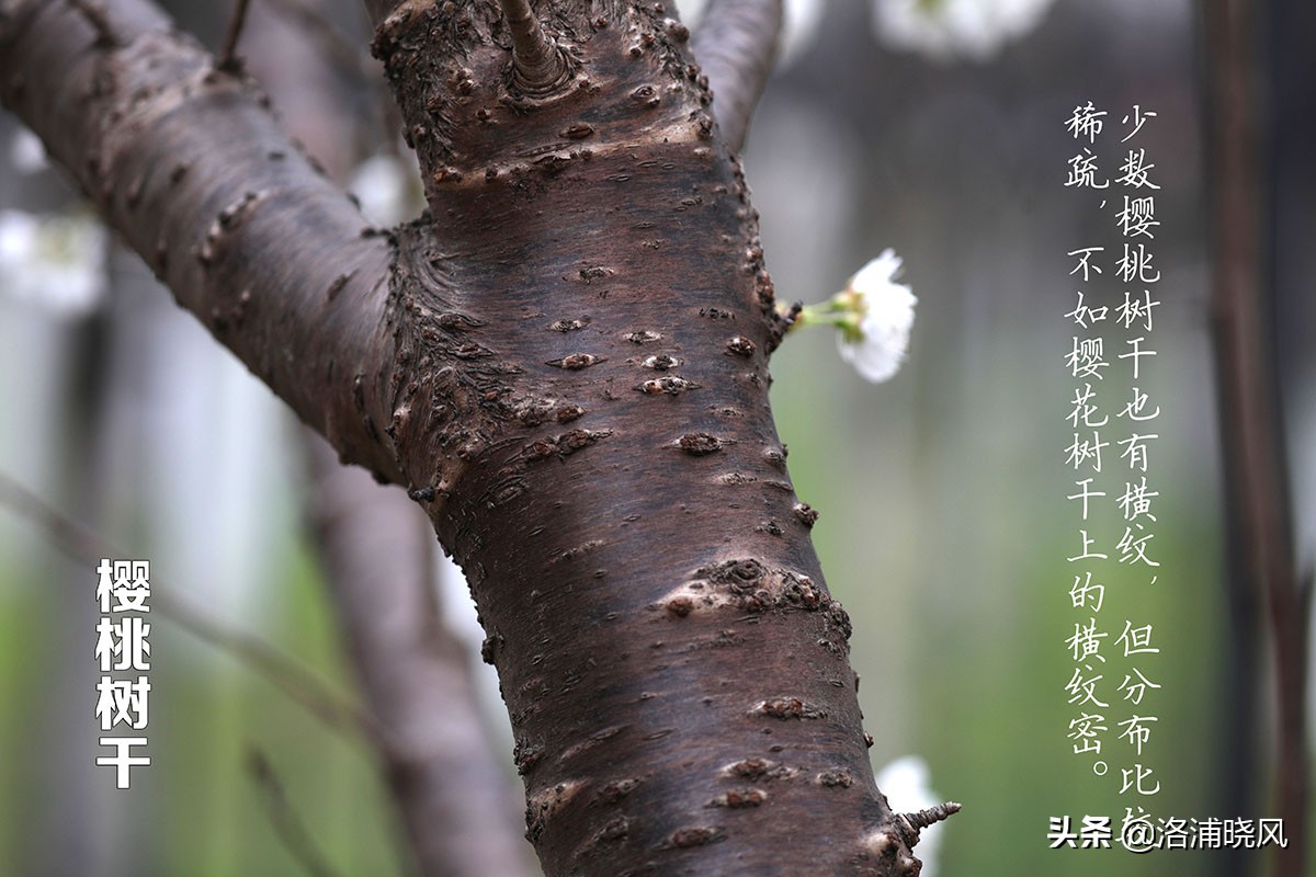 樱桃花和东京樱花区别,樱花和山樱桃花是一样的吗