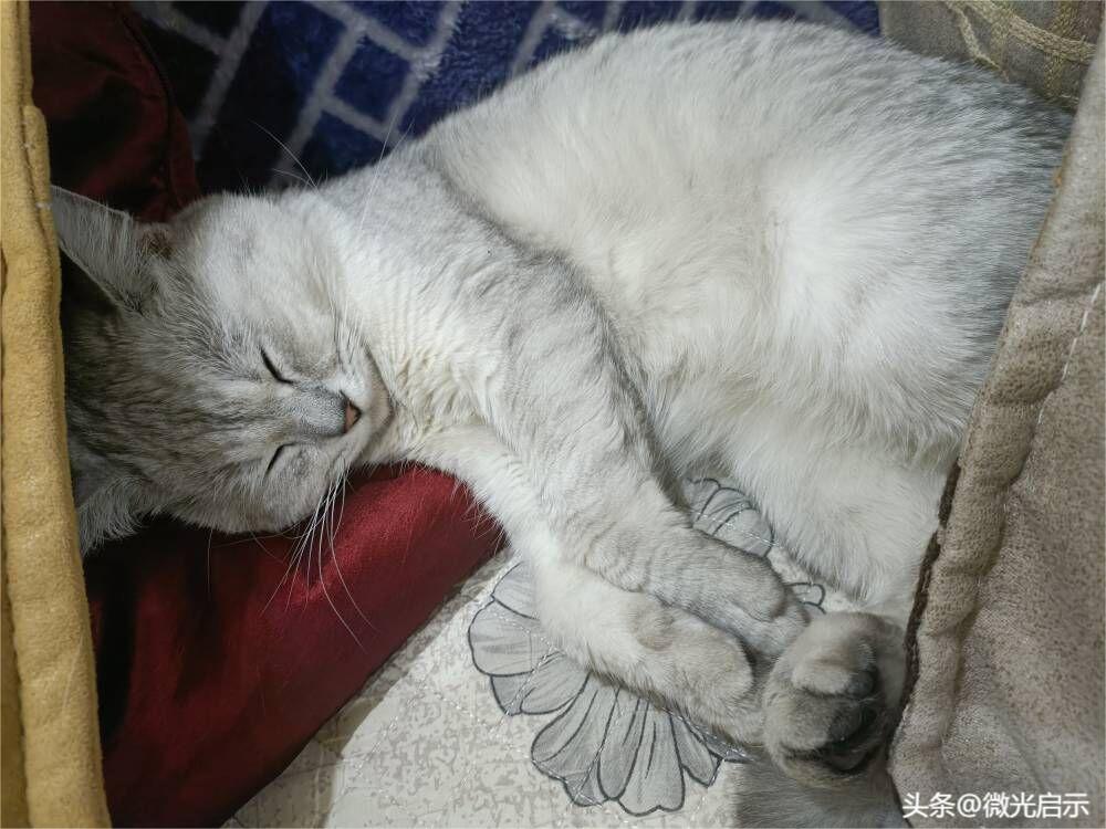 听说吃瓜子可以助睡眠,睡前吃瓜子有助于睡眠吗