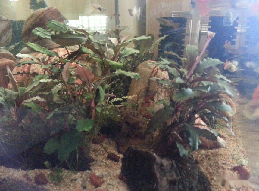 水下叶迷你辣椒榕,蓝精灵辣椒榕在水下开花吗