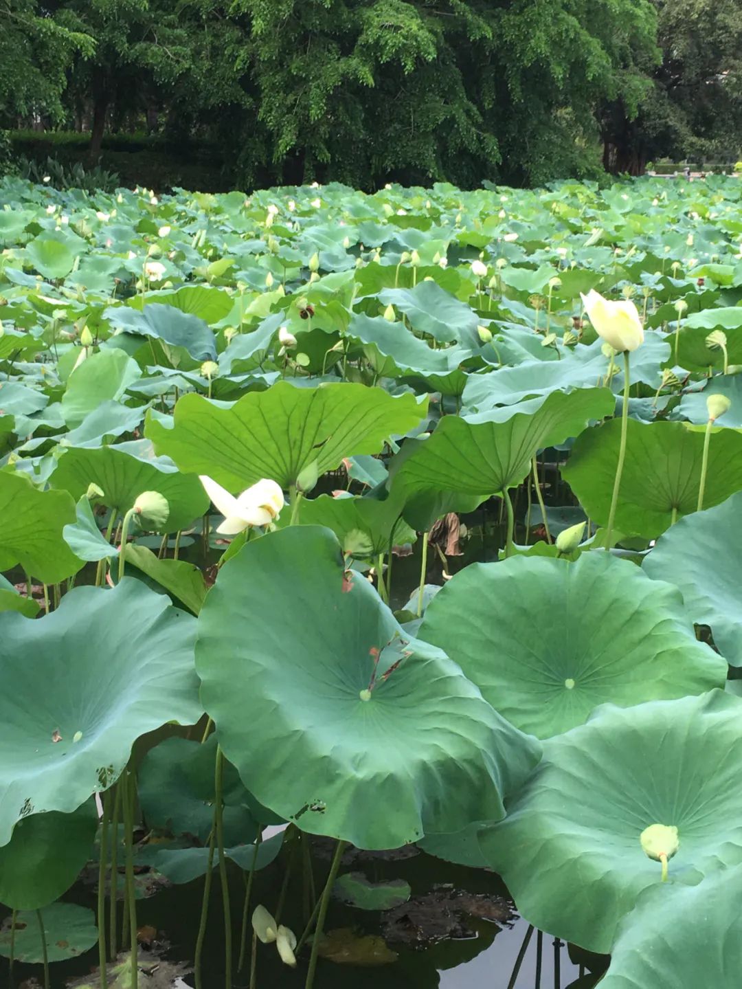 《旭光骑行深圳》第35站——罗湖区笋岗街道