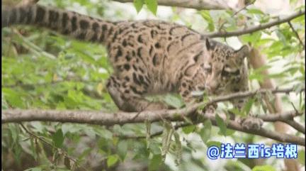 中国最难人工繁育的动物,我国濒危的豹