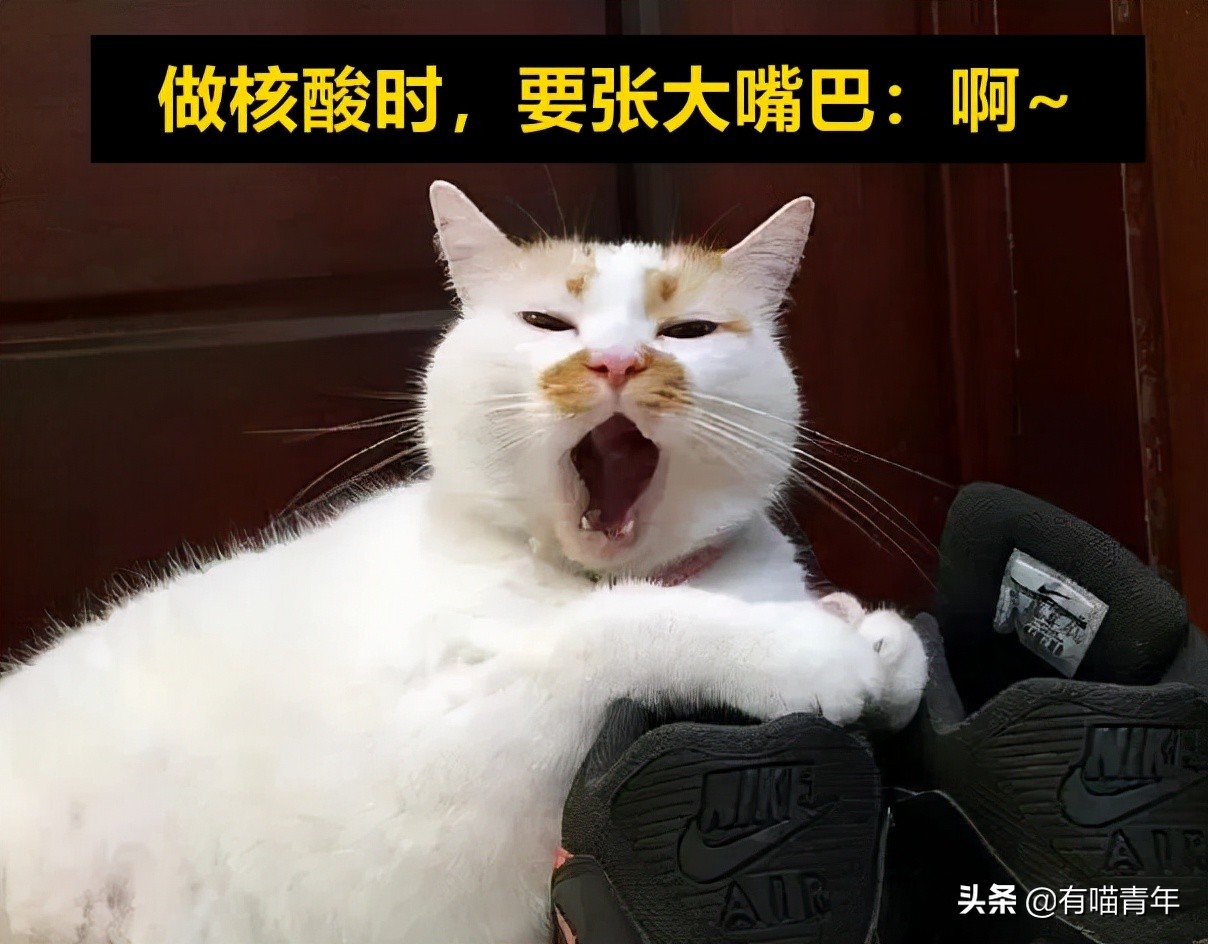 公鸡：他们在做啥午餐？猫：你老婆炖土豆