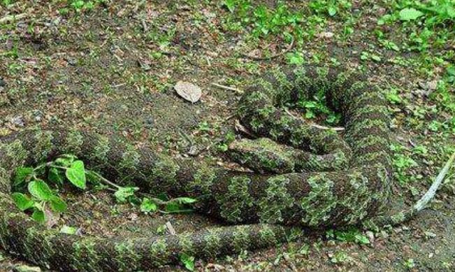 1989年，他发现价值百万的莽山烙铁头，被咬20多次，如今生活怎样