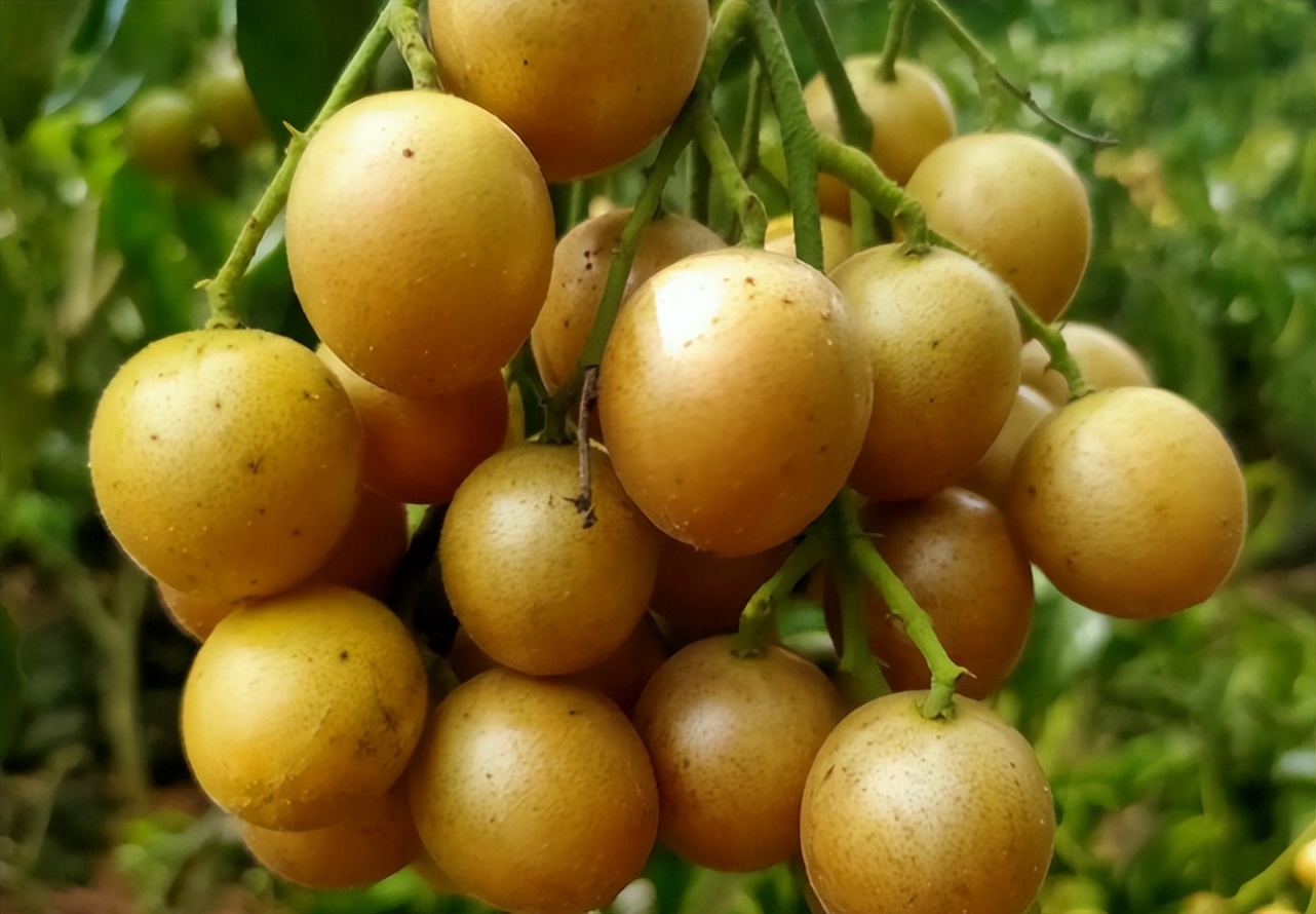 南方十大好吃水果有哪些,南方十大水果